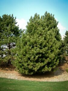 Сосна Чёрная (Pinus Nigra) купить по цене от 270.00р. в интернет-магазине «Посадика» с доставкой почтой в в Охае и по всей России – [изображение №1].