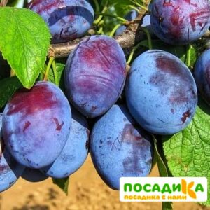 Слива Чачакская ранняя купить по цене от 229.00р. в интернет-магазине «Посадика» с доставкой почтой в в Охае и по всей России – [изображение №1].