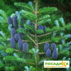 Пихта корейская (Abies koreana) купить по цене от 450.00р. в интернет-магазине «Посадика» с доставкой почтой в в Охае и по всей России – [изображение №1].