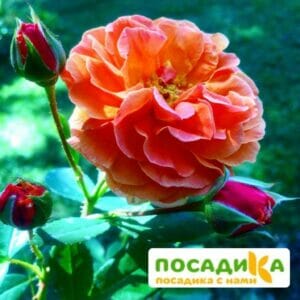 Роза Арабия купить по цене от 350.00р. в интернет-магазине «Посадика» с доставкой почтой в в Охае и по всей России – [изображение №1].