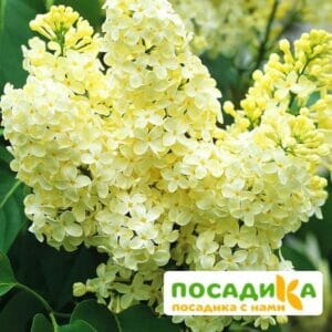 Сирень Примроуз (Primrose) купить по цене от 529.00р. в интернет-магазине «Посадика» с доставкой почтой в в Охае и по всей России – [изображение №1].