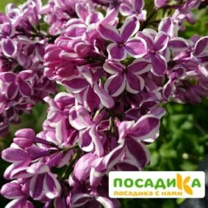 Сирень Сенсация купить по цене от 529.00р. в интернет-магазине «Посадика» с доставкой почтой в в Охае и по всей России – [изображение №1].