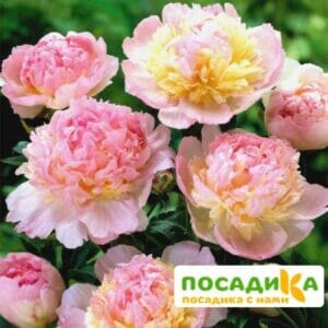 Пион Распберри Сандей (Paeonia Raspberry Sundae) купить по цене от 959р. в интернет-магазине «Посадика» с доставкой почтой в в Охае и по всей России – [изображение №1].