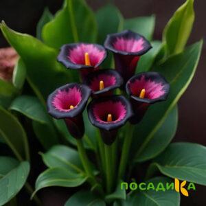 Калла Аура Лейс купить по цене от 400р. в интернет-магазине «Посадика» с доставкой почтой в в Охае и по всей России – [изображение №1].