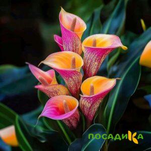 Калла Оникс купить по цене от 450р. в интернет-магазине «Посадика» с доставкой почтой в в Охае и по всей России – [изображение №1].