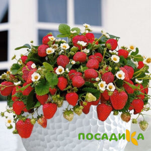 Клубника Рубиновый Шепот (горшечная) купить по цене от 240р. в интернет-магазине «Посадика» с доставкой почтой в в Охае и по всей России – [изображение №1].