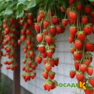 Клубника вьющаяся Комплимент купить по цене от 470р. в интернет-магазине «Посадика» с доставкой почтой в в Охае и по всей России – [изображение №1].