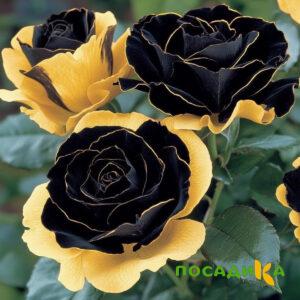 Роза Ханни Сикл купить по цене от 700р. в интернет-магазине «Посадика» с доставкой почтой в в Охае и по всей России – [изображение №1].