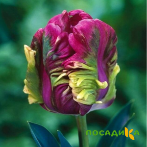 Тюльпан Экзотик Хэвен купить по цене от 186р. в интернет-магазине «Посадика» с доставкой почтой в в Охае и по всей России – [изображение №1].