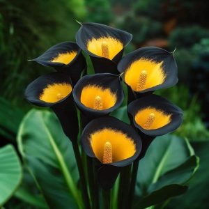 Калла Легато купить по цене от 620р. в интернет-магазине «Посадика» с доставкой почтой в в Охае и по всей России – [изображение №1].