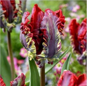 Тюльпан Рококо купить по цене от 350р. в интернет-магазине «Посадика» с доставкой почтой в в Охае и по всей России – [изображение №1].