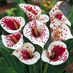 Калла Эмпайр купить по цене от 302р. в интернет-магазине «Посадика» с доставкой почтой в в Охае и по всей России – [изображение №1].