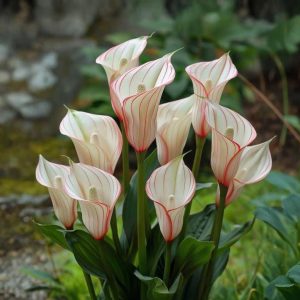 Калла Глейшер купить по цене от 299р. в интернет-магазине «Посадика» с доставкой почтой в в Охае и по всей России – [изображение №1].