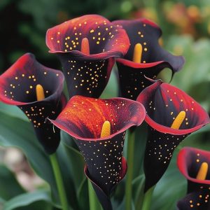 Калла Нуар купить по цене от 299р. в интернет-магазине «Посадика» с доставкой почтой в в Охае и по всей России – [изображение №1].