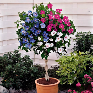 Гибискус-Дерево Триколор купить по цене от 289р. в интернет-магазине «Посадика» с доставкой почтой в в Охае и по всей России – [изображение №1].