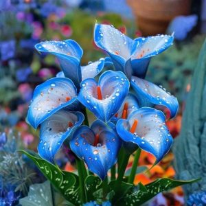 Калла Портрейт купить по цене от 292р. в интернет-магазине «Посадика» с доставкой почтой в в Охае и по всей России – [изображение №1].