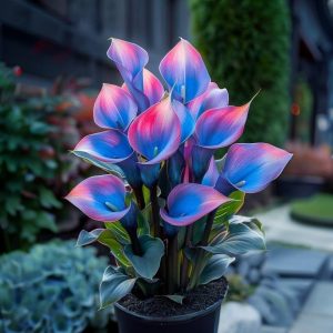 Калла Импрессия купить по цене от 590р. в интернет-магазине «Посадика» с доставкой почтой в в Охае и по всей России – [изображение №1].