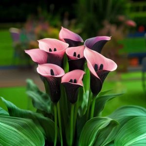 Калла Энигма купить по цене от 291р. в интернет-магазине «Посадика» с доставкой почтой в в Охае и по всей России – [изображение №1].