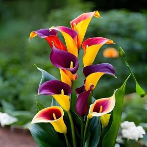 Калла Кристалл купить по цене от 450р. в интернет-магазине «Посадика» с доставкой почтой в в Охае и по всей России – [изображение №1].