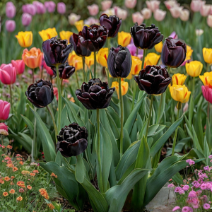 Тюльпан махровый Рейдинс Дарк купить по цене от 230р. в интернет-магазине «Посадика» с доставкой почтой в в Охае и по всей России – [изображение №1].