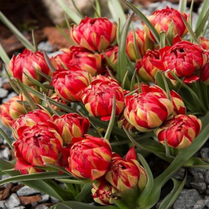 Тюльпан Ап Пинк купить по цене от 390р. в интернет-магазине «Посадика» с доставкой почтой в в Охае и по всей России – [изображение №1].