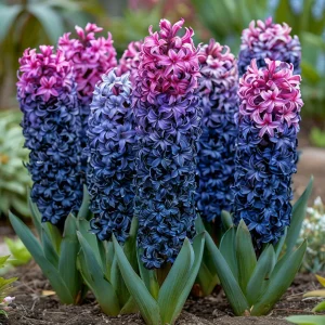 Гиацинт Блю Спринг купить по цене от 2099р. в интернет-магазине «Посадика» с доставкой почтой в в Охае и по всей России – [изображение №1].