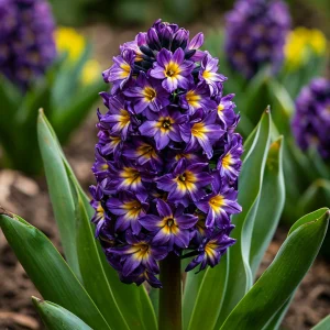 Гиацинт Вельвет Колор купить по цене от 2099р. в интернет-магазине «Посадика» с доставкой почтой в в Охае и по всей России – [изображение №1].