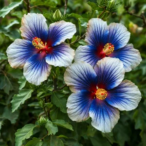 Гибискус Илюжн Вилью купить по цене от 259р. в интернет-магазине «Посадика» с доставкой почтой в в Охае и по всей России – [изображение №1].