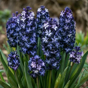 Гиацинт Блум Клауд купить по цене от 2099р. в интернет-магазине «Посадика» с доставкой почтой в в Охае и по всей России – [изображение №1].