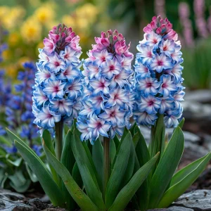 Гиацинт Пинк Мари купить по цене от 2099р. в интернет-магазине «Посадика» с доставкой почтой в в Охае и по всей России – [изображение №1].