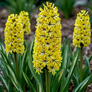 Гиацинт Сансет Голд купить по цене от 2099р. в интернет-магазине «Посадика» с доставкой почтой в в Охае и по всей России – [изображение №1].