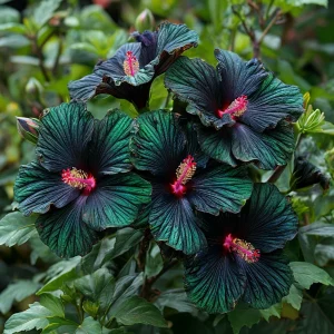 Гибискус Пикок Плюм купить по цене от 490р. в интернет-магазине «Посадика» с доставкой почтой в в Охае и по всей России – [изображение №1].