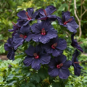 Гибискус Мэджик Момент купить по цене от 699р. в интернет-магазине «Посадика» с доставкой почтой в в Охае и по всей России – [изображение №1].