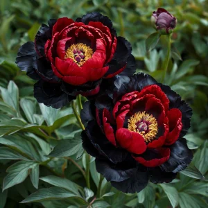 Пион Эбеновый Рубин купить по цене от 419р. в интернет-магазине «Посадика» с доставкой почтой в в Охае и по всей России – [изображение №1].