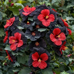 Гибискус Шиммеринг купить по цене от 720р. в интернет-магазине «Посадика» с доставкой почтой в в Охае и по всей России – [изображение №1].