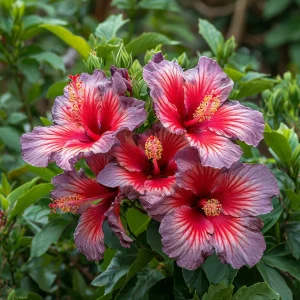 Гибискус Кримсон Флейм купить по цене от 479р. в интернет-магазине «Посадика» с доставкой почтой в в Охае и по всей России – [изображение №1].