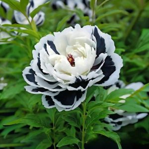 Пион Монохромный Шик купить по цене от 429р. в интернет-магазине «Посадика» с доставкой почтой в в Охае и по всей России – [изображение №1].