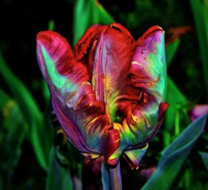 Тюльпан Эирпрайз купить по цене от 270р. в интернет-магазине «Посадика» с доставкой почтой в в Охае и по всей России – [изображение №1].